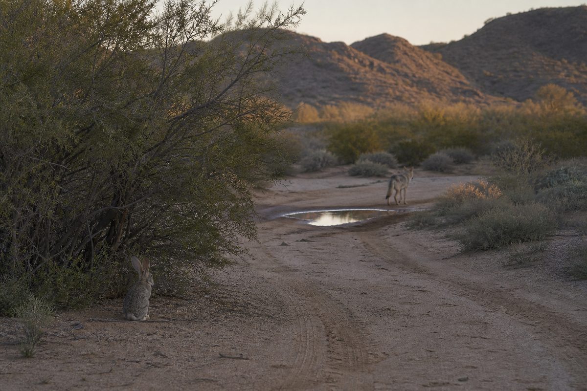 Desert birds and small mammals gathered at the wildlife pond fed by the Hot Well artesian flow